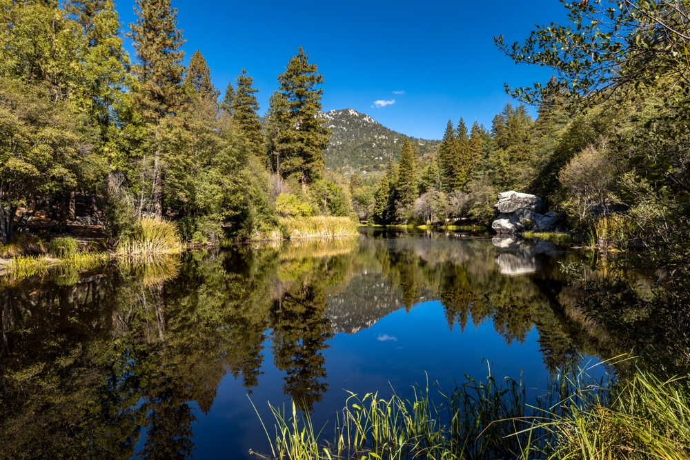 Idyllwild-Pine Cove bail bonds